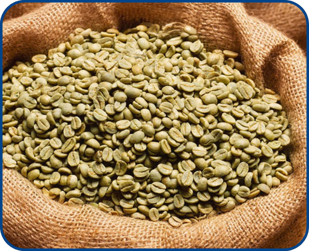 Green Beans Coffee Robusta